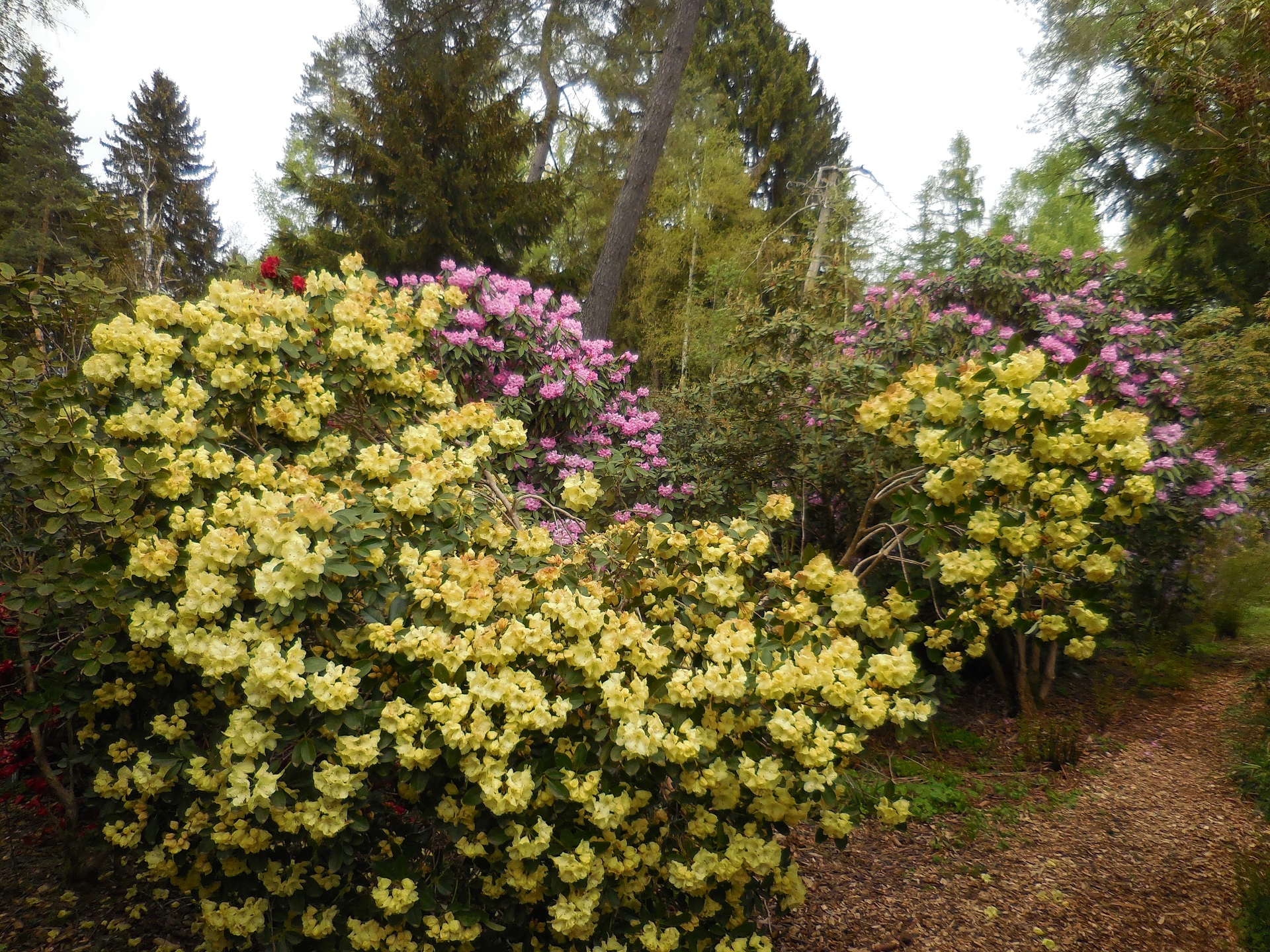 Farbiges Bouquet verschiedener Rhododendron