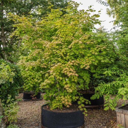 Japanischer Ahorn <br> Acer japonicum <br> «Indian Summer» <br> Nr. 005