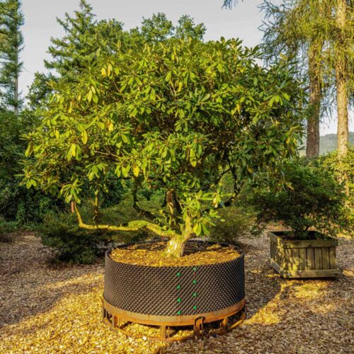 Rhododendron «fortunei» <br> Hybride Nr. 003