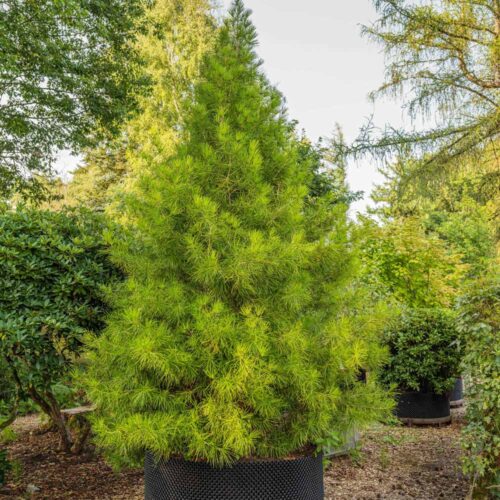 Japanische Schirmtanne «Sciadopitys verticillata» <br> Nr. 002