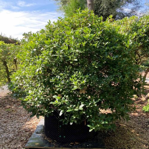 Rhododendron «Cunningham’s White» <br> Nr. 004