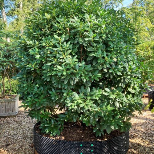 Rhododendron <br> «Roseum Elegans» <br> Nr. 006