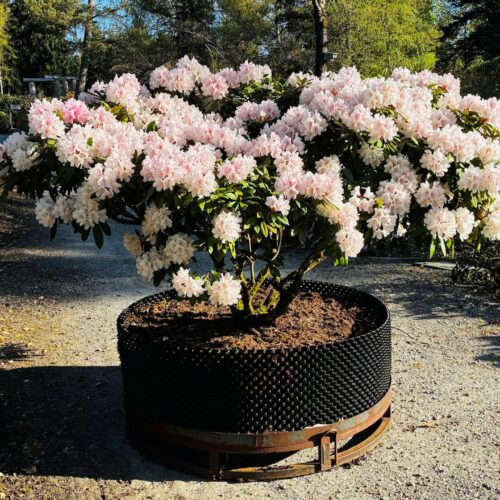 Rhododendron <br> «Jacksonii» <br> Nr. 008