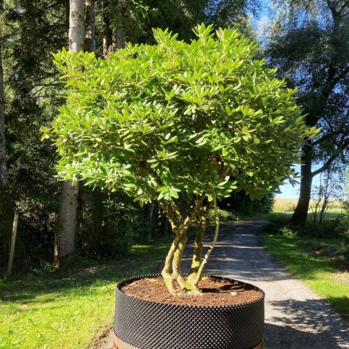 Rhododendron <br> «Catawbiense Grandiflorum» <br> Nr. 010