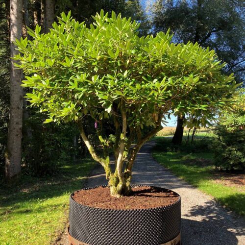 Rhododendron <br> «Catawbiense Grandiflorum» <br> Nr. 011