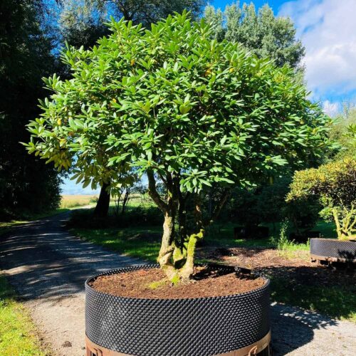 Rhododendron <br> «Roseum Elegans» <br> Nr. 013