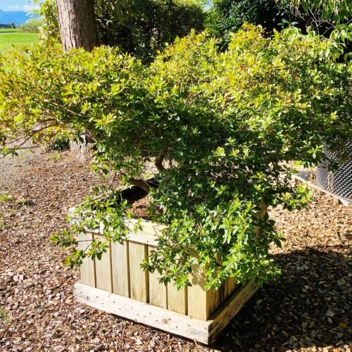 Japanische Azalee <br> Rhododendron obtusum <br> «Beethoven» <br> Nr. 009
