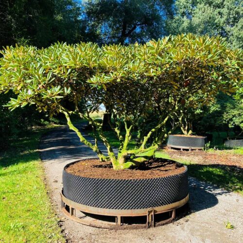 Rhododendron yakushimanum <br> Hybride <br> Nr. 012