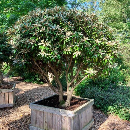 Rhododendron yakushimanum <br> «Schwanensee» <br> Nr. 007