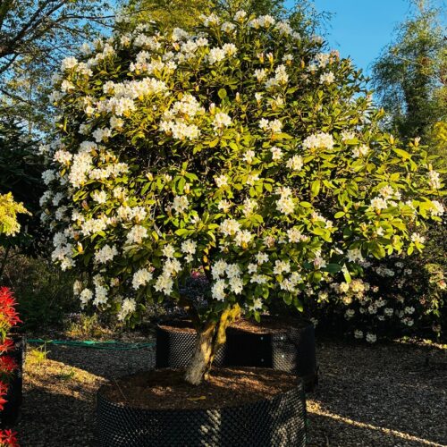 Rhododendron «Cunningham’s White» <br> Nr. 014